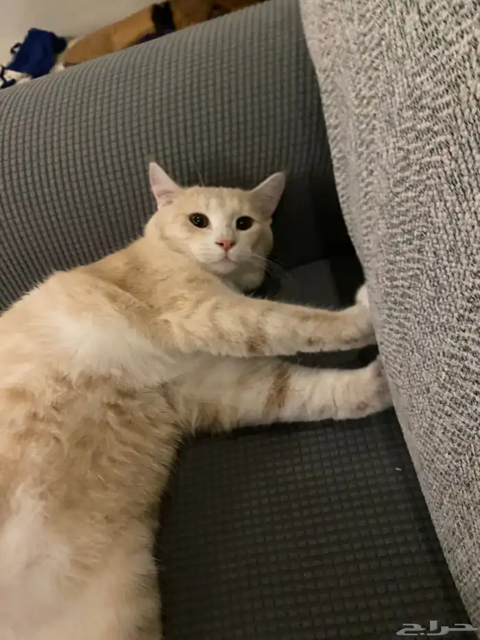 قطط للتبني العمر سنه الاثنين ذكر 5