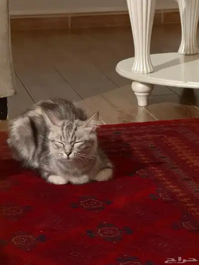 تبني 3