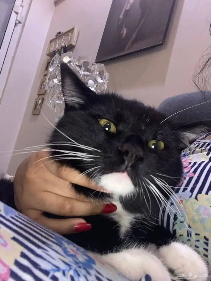 قطط للتبني العمر سنه الاثنين ذكر 9