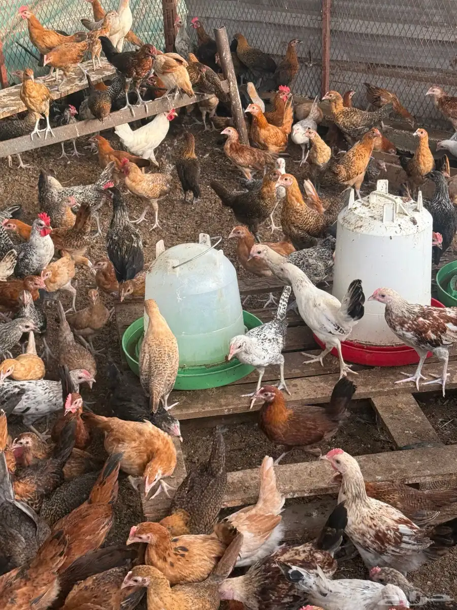 دجاج وديوك بلدي 650 حبه تقريبا عمر شهرين ونص 0