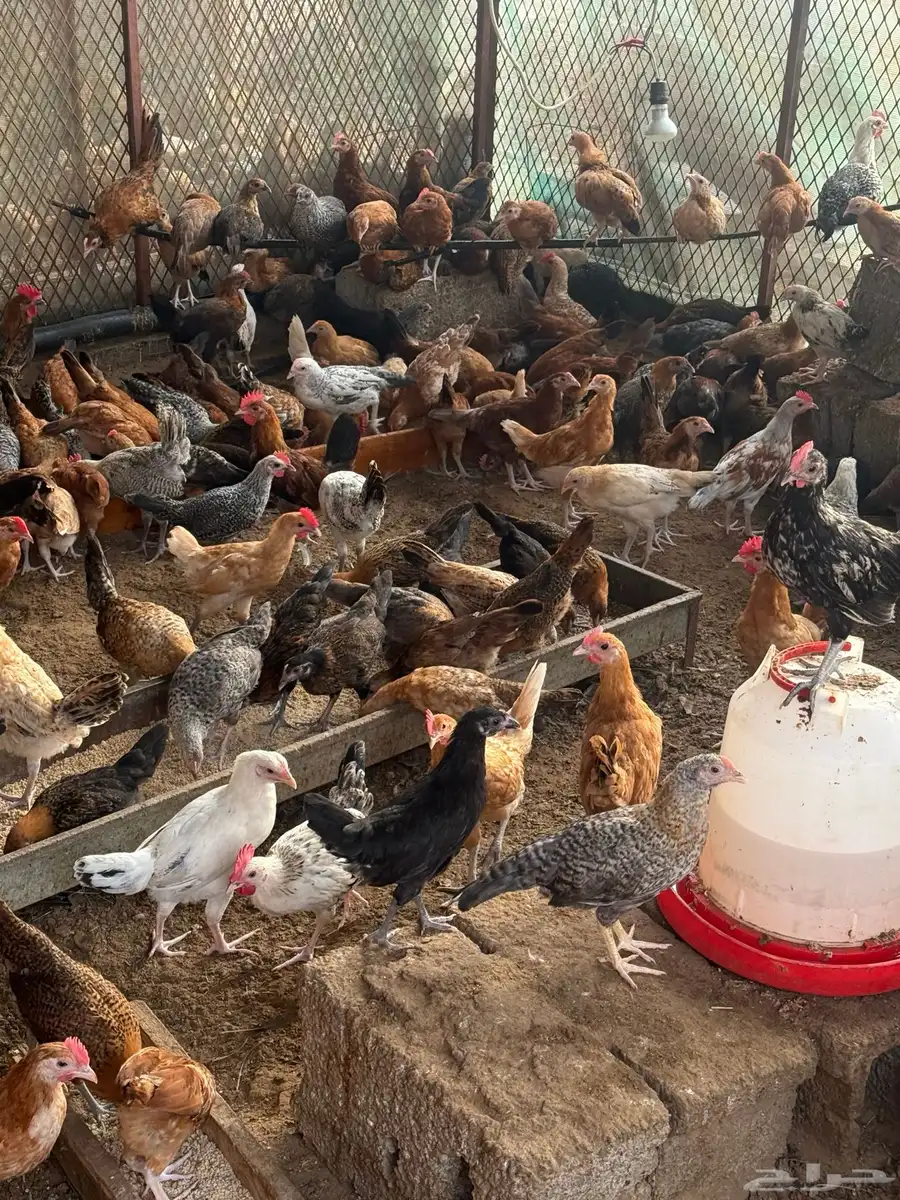 دجاج وديوك بلدي 650 حبه تقريبا عمر شهرين ونص 2