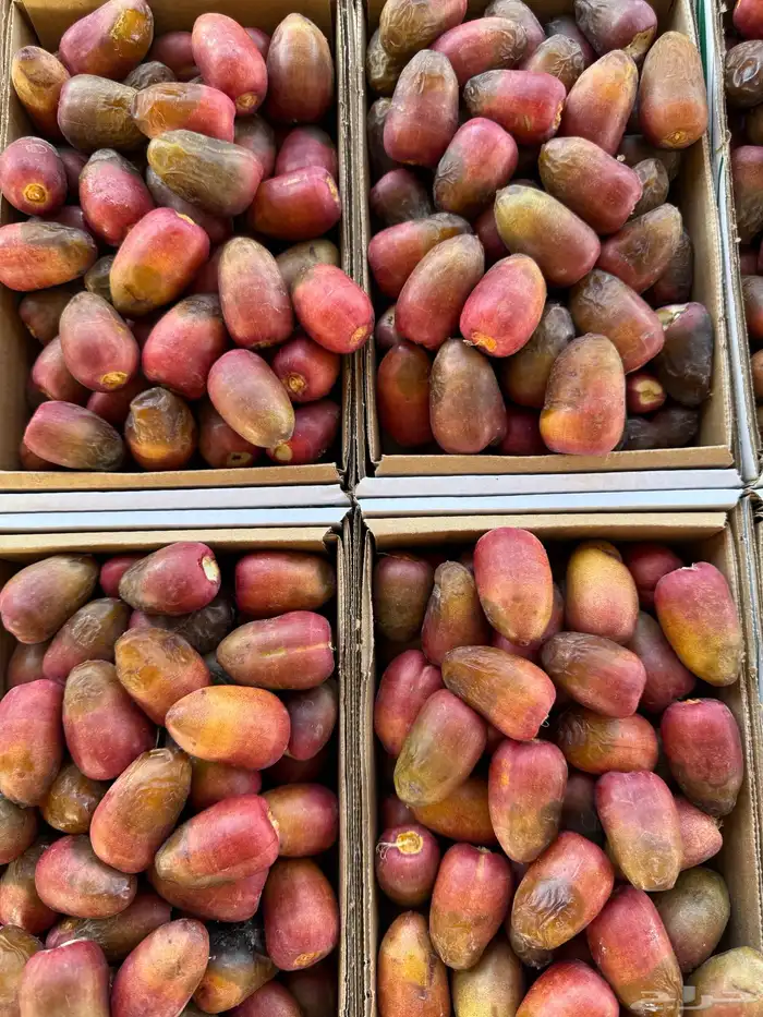 تمور القصيم تمور الفاخره 4