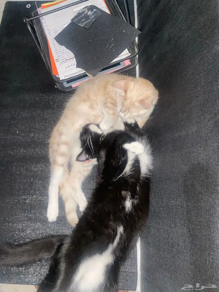 قطط للتبني العمر سنه الاثنين ذكر 8