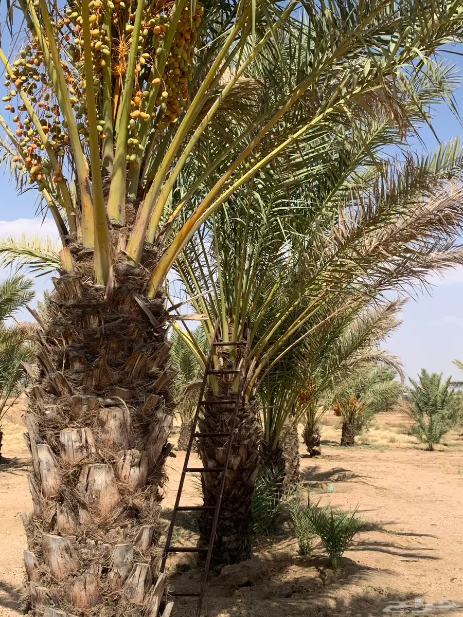 نخل مثمر للبيع السيل الصغير index