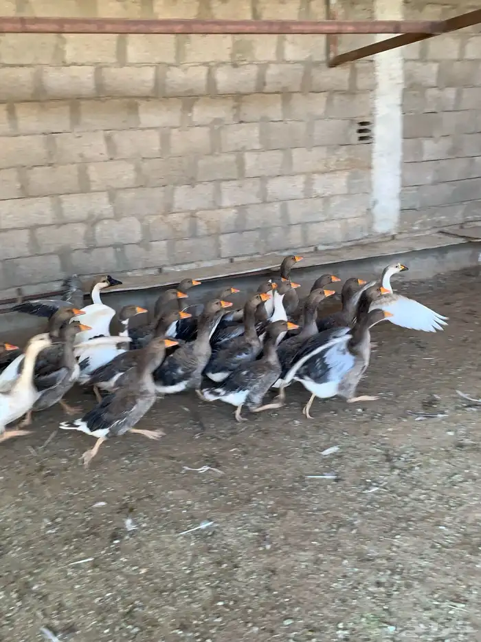 السلام عليكم 2