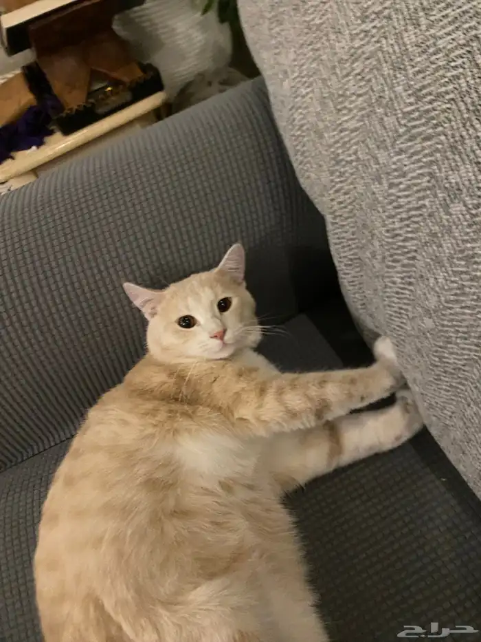 قطط للتبني العمر سنه الاثنين ذكر 1