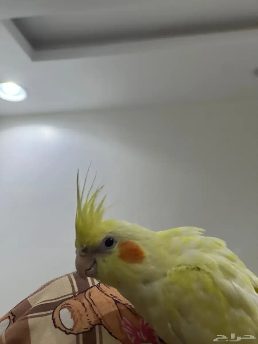 ببغاء للبيع .. 3