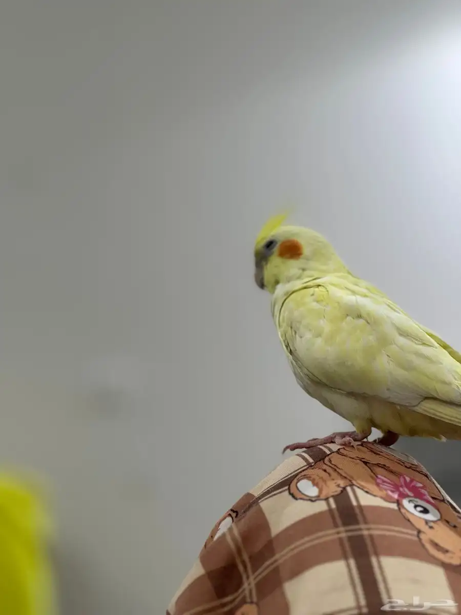 ببغاء للبيع .. 7