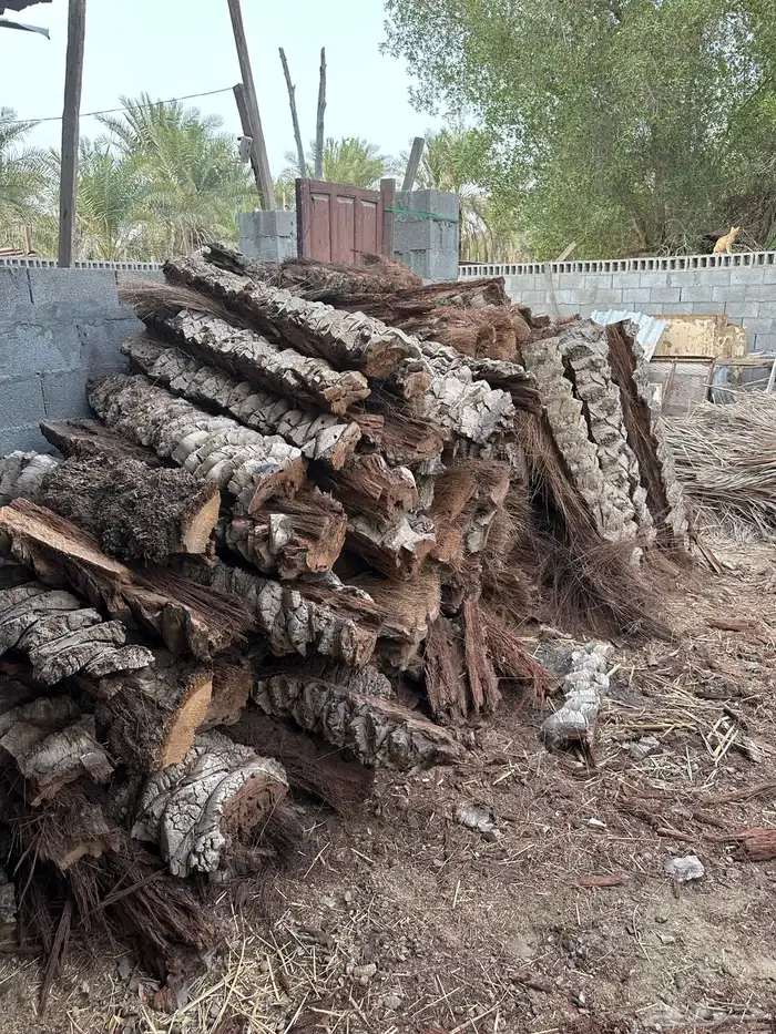 جذوع نخل للبيع بسعر رمزي طول الوحده متر و40 سانتي 4