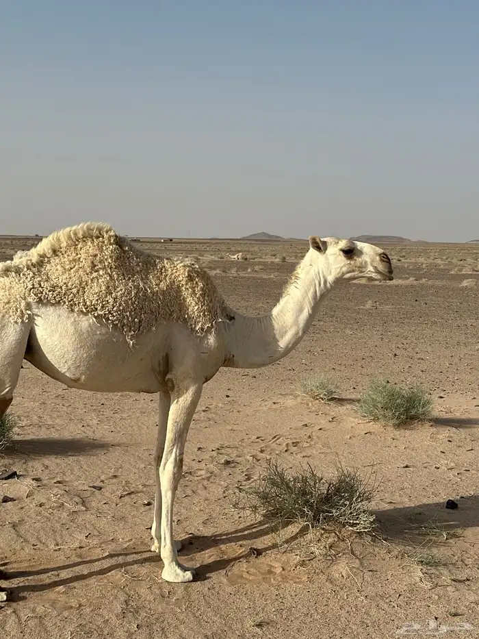 بكره عونيه مفروده حقه 1