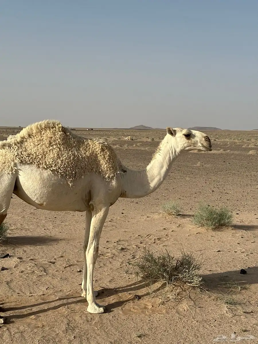 بكره عونيه مفروده حقه 1