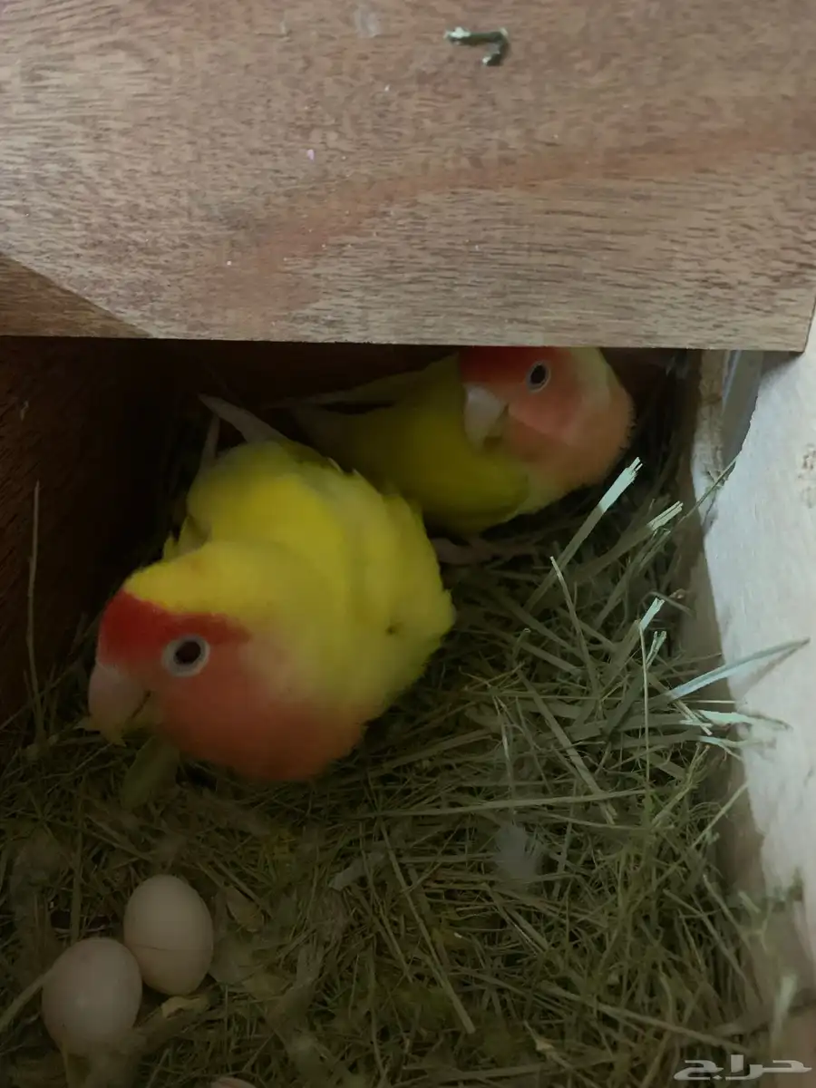 جوز روز معه بيضه 1