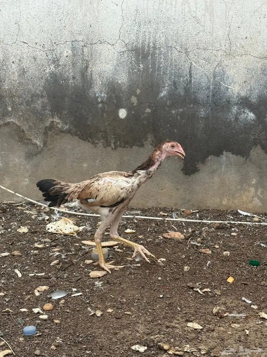 فروخ شامو دجاجه وديك 5