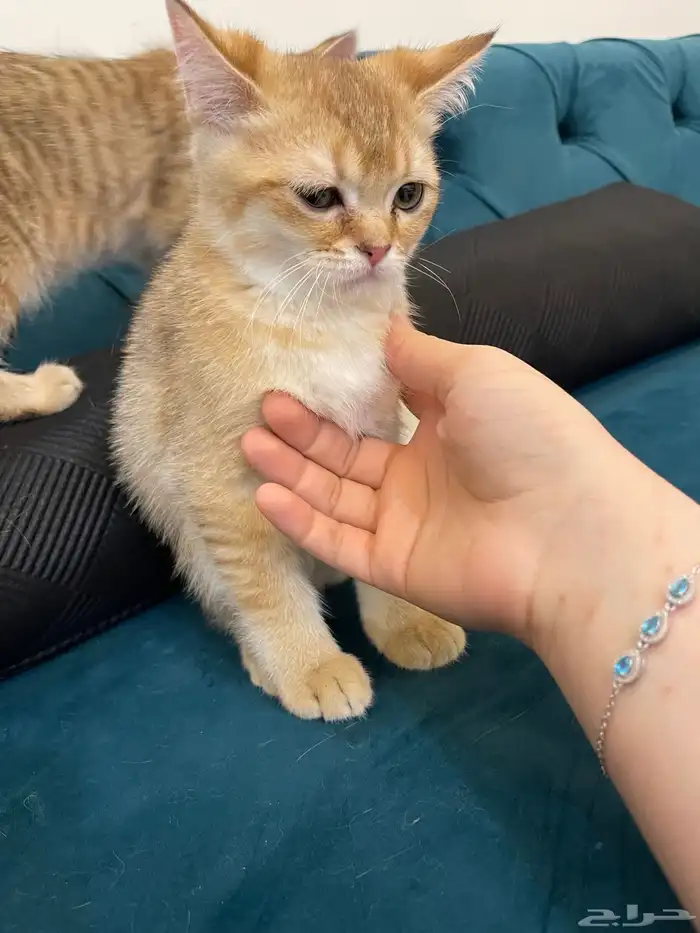 سكوتش بيور. فولد 1