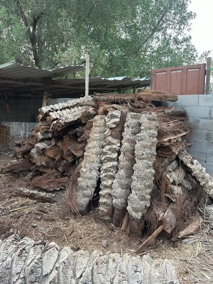جذوع نخل للبيع بسعر رمزي طول الوحده متر و40 سانتي 2