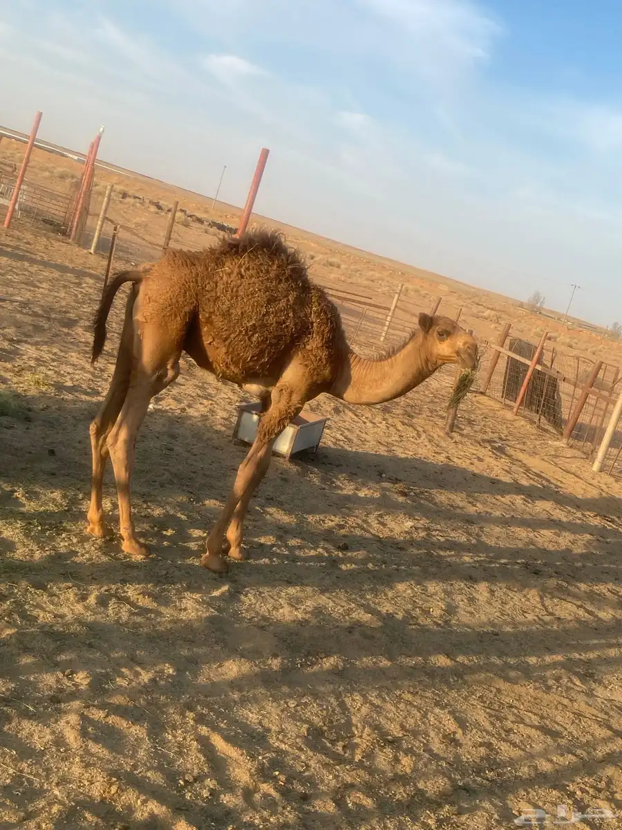 ناقه ولدته الثانيه قعود للبيع على السوم index