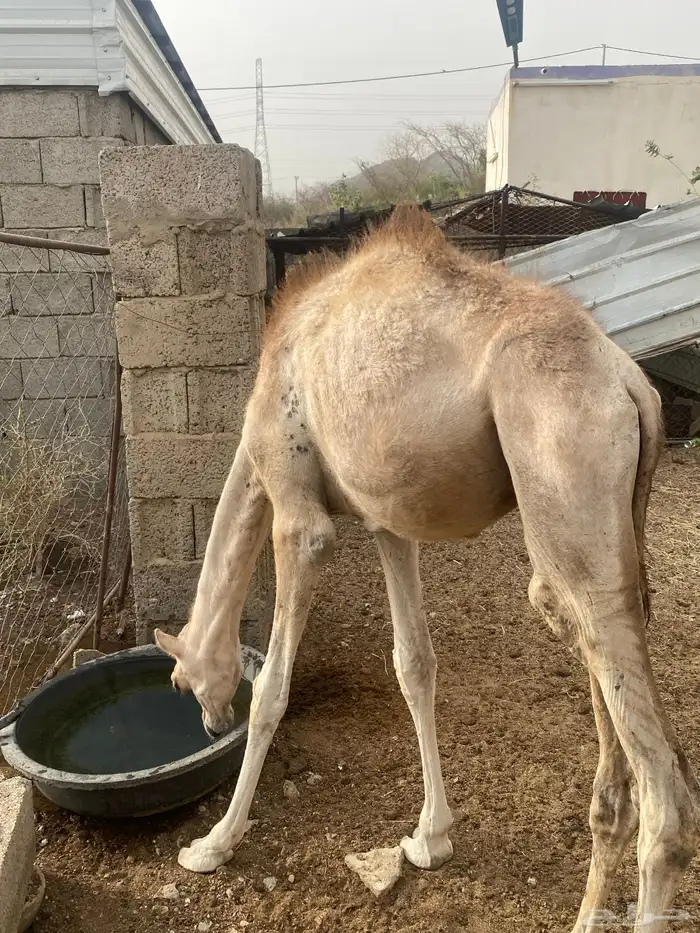 قعود ذكر بعير 2