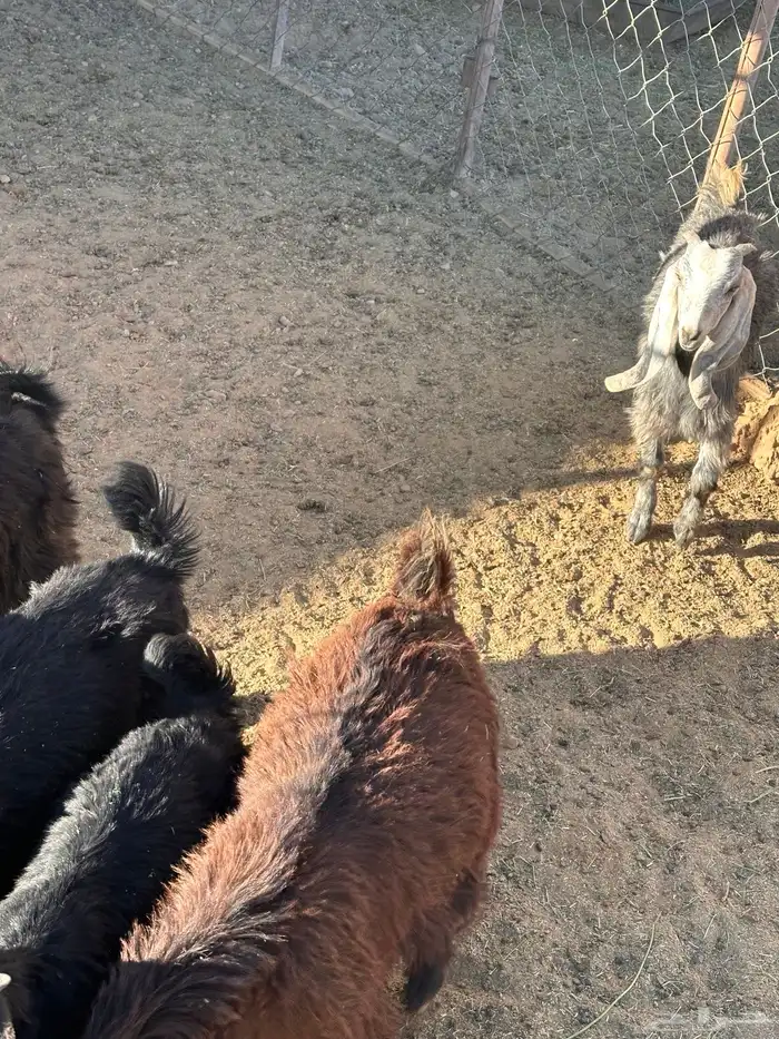 تيوس للبيع العمر 5شهور 3