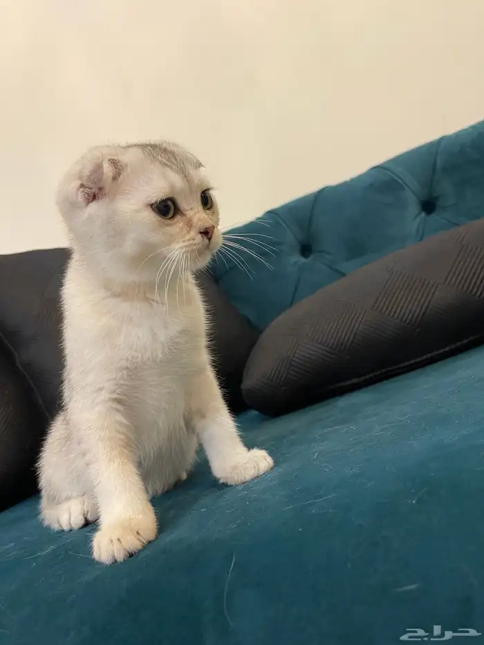 سكوتش بيور. فولد 2