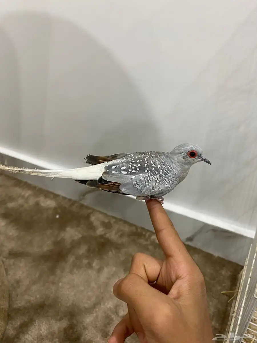 يمام ماسي للبيع 2