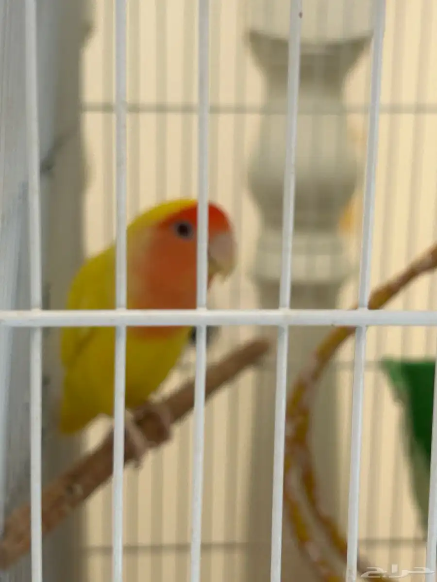عصفور 1