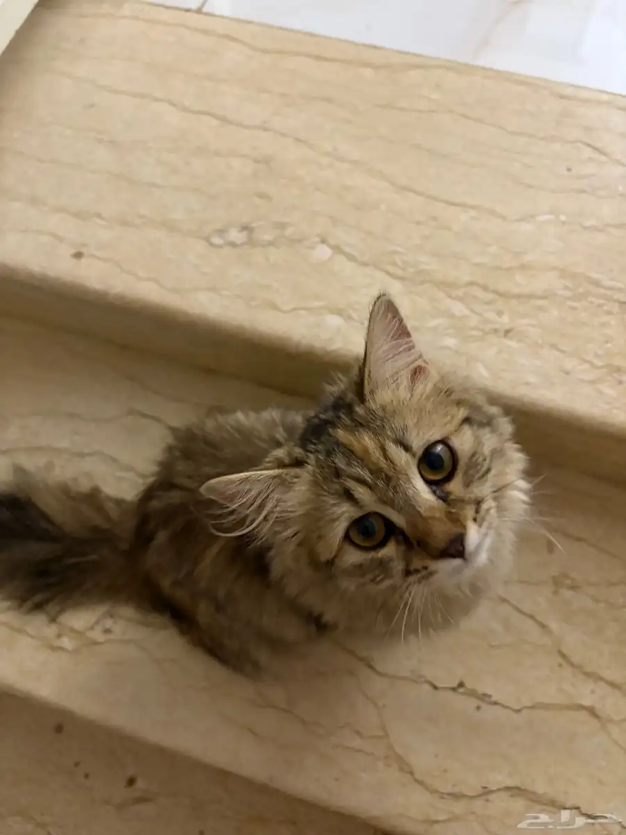 قطط 0