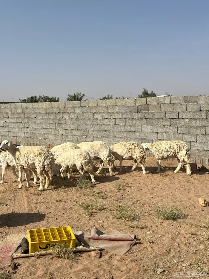 للبيع حريات والد 0