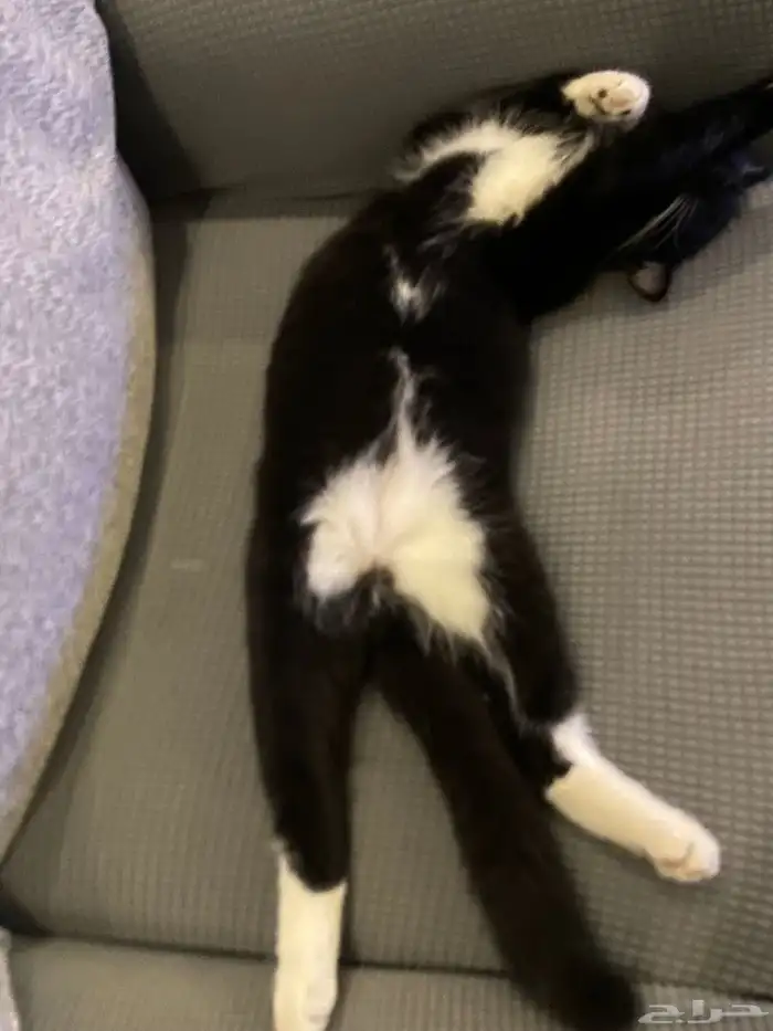 قطط للتبني العمر سنه الاثنين ذكر 11