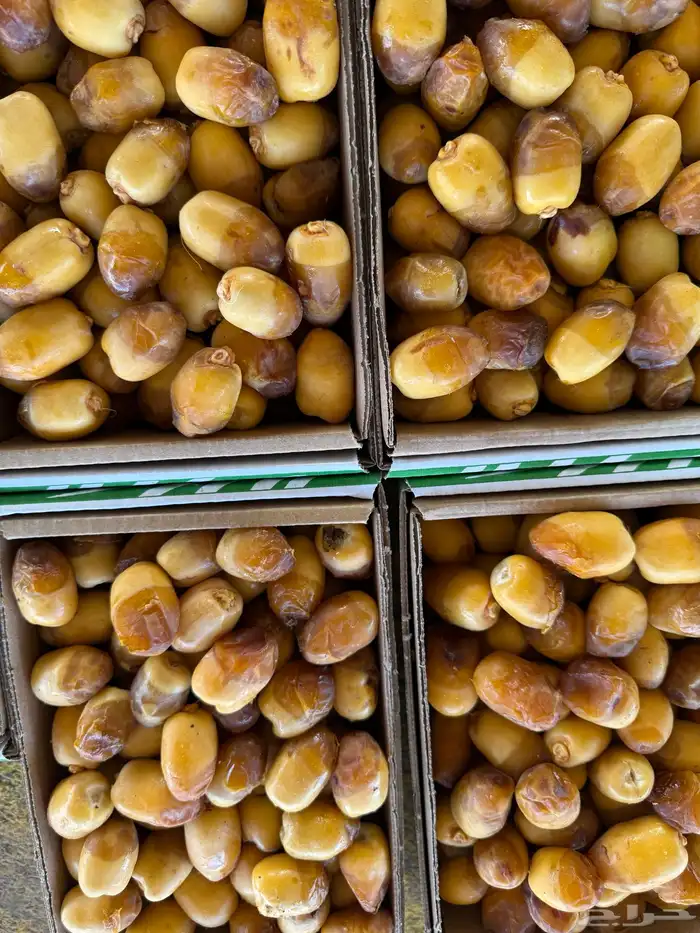 تمور القصيم تمور الفاخره 9