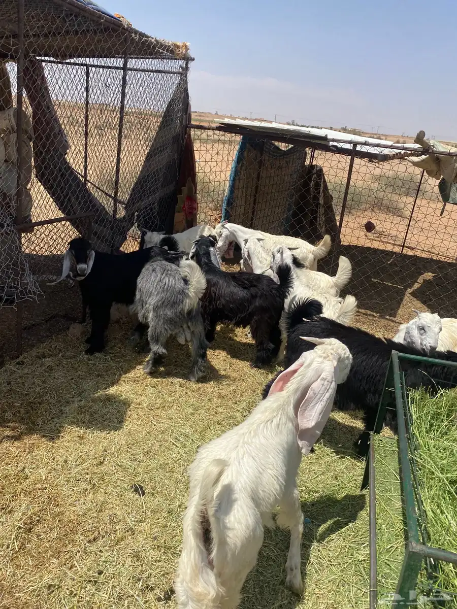 للبيع تيوس منادي 9