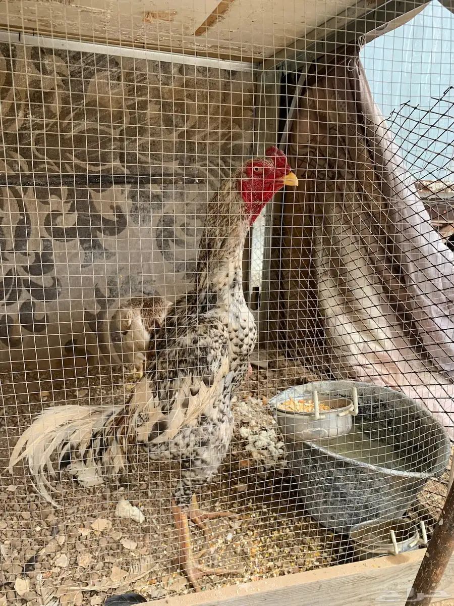 ديك شامو دجاج شامو ديك مياه والي 0