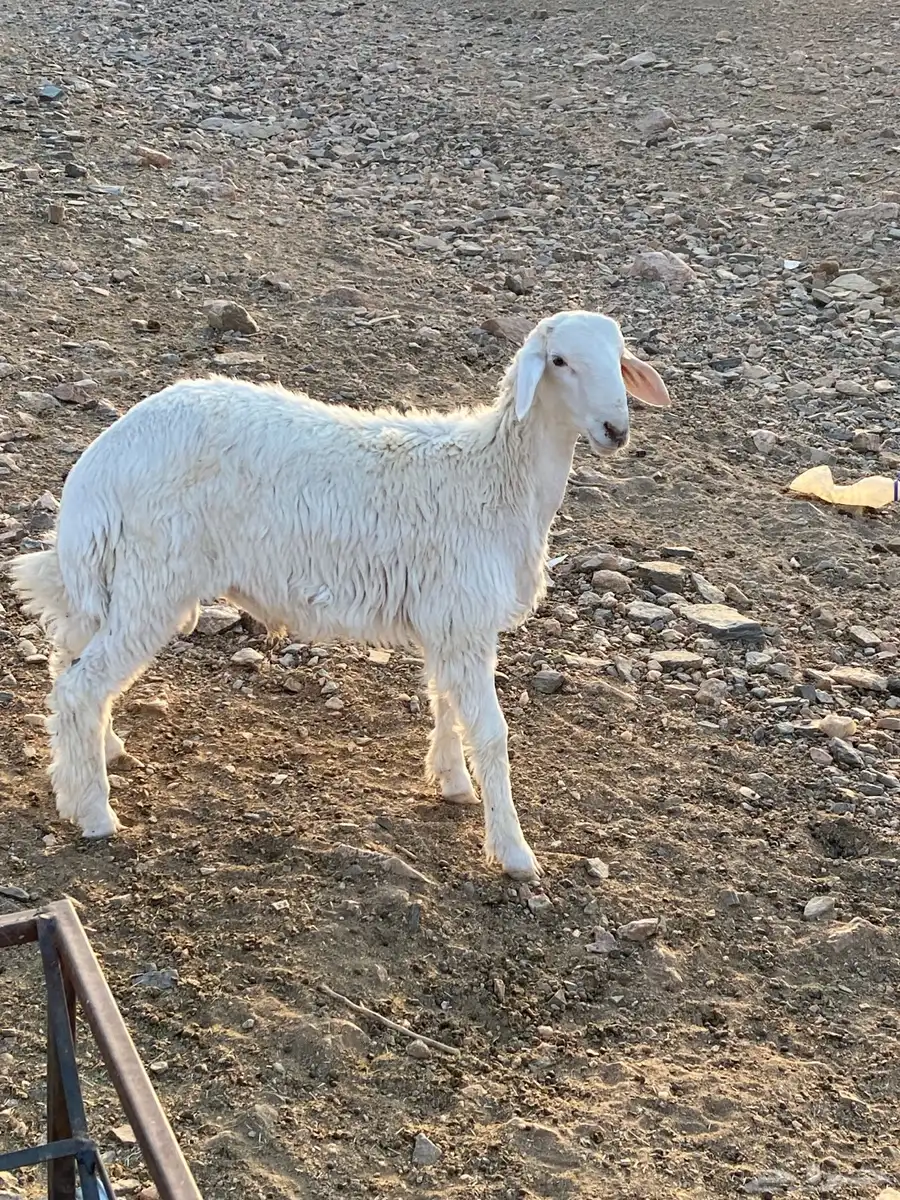 طلي ذبيحه نضيف 1