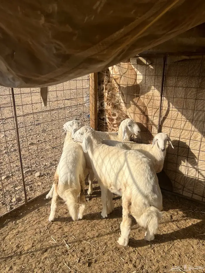 طليان حريه ( تم البيع ) دف 0