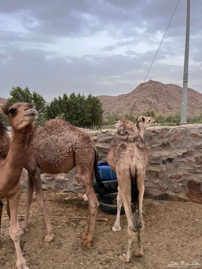 قعدان 4