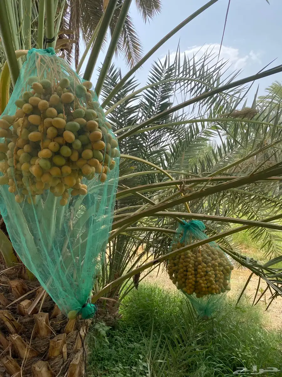 نخل تمر برحي إخلاص نجران index