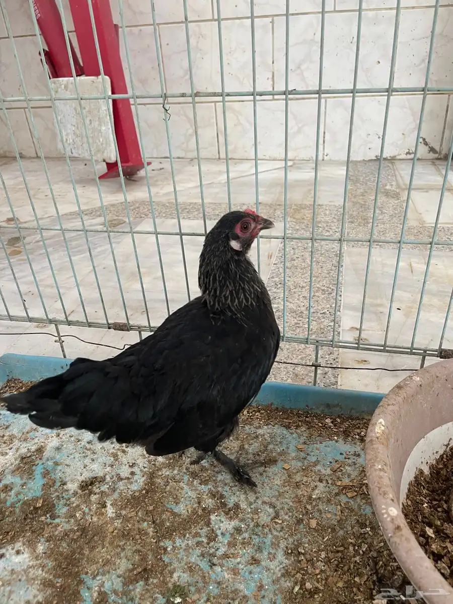 دجاج كوشن 2
