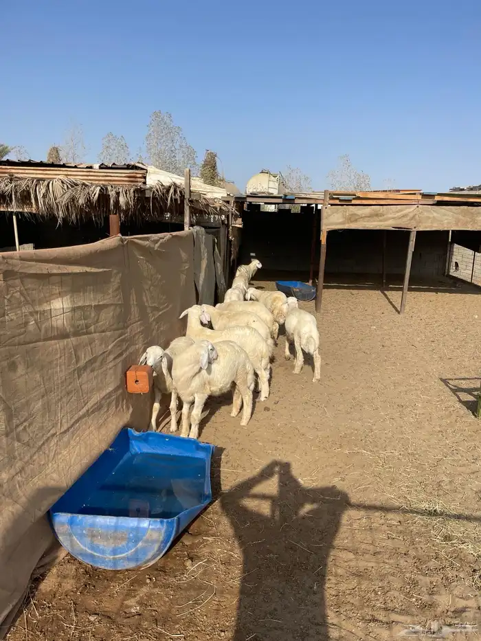 القضيمه طريق جده ينبع شمال ثول 5