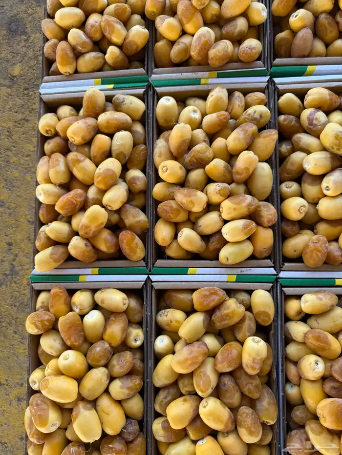 تمور القصيم تمور الفاخره 2