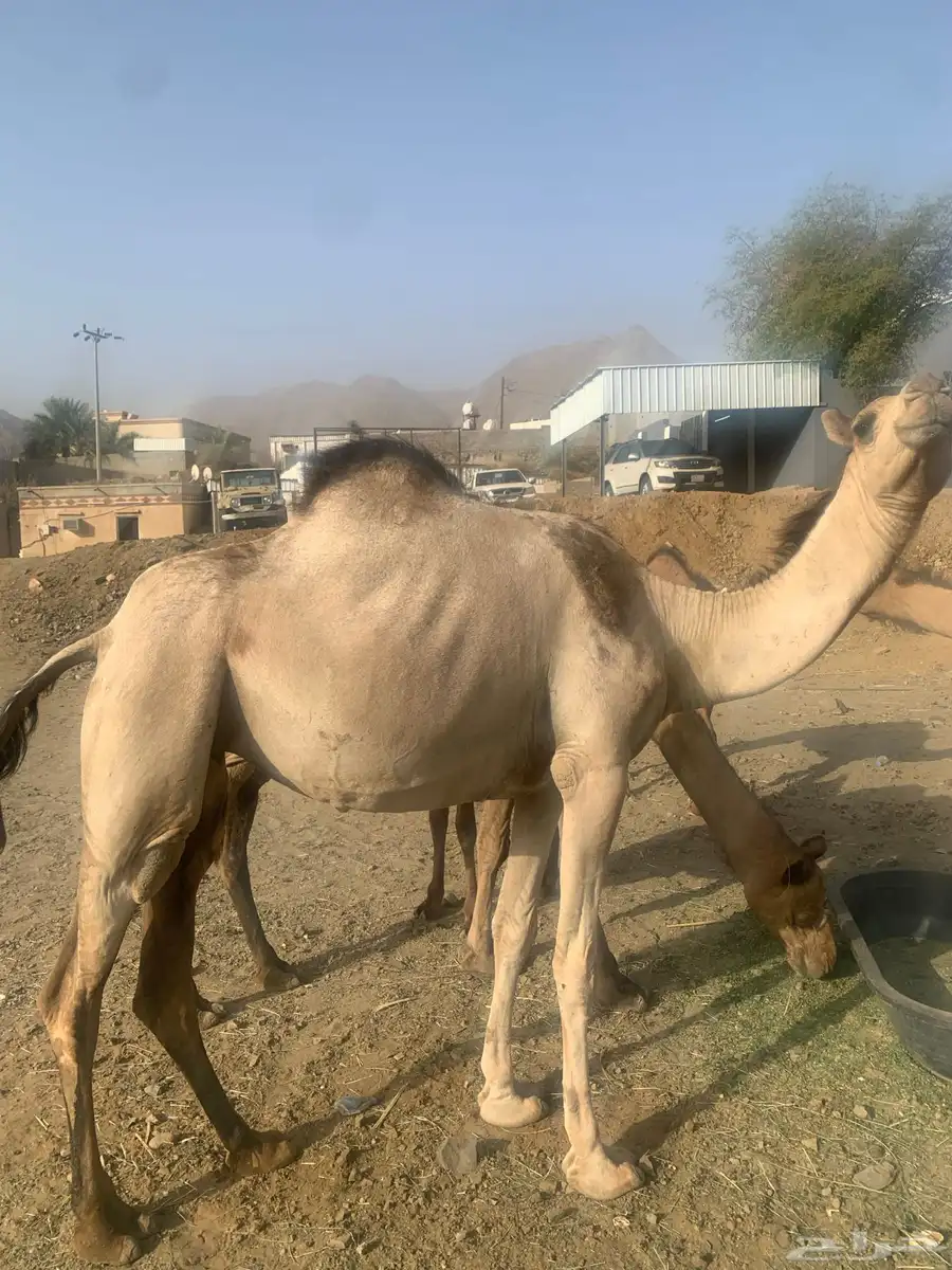 منقيه مسيوم فيها ب 9500 ثني 1