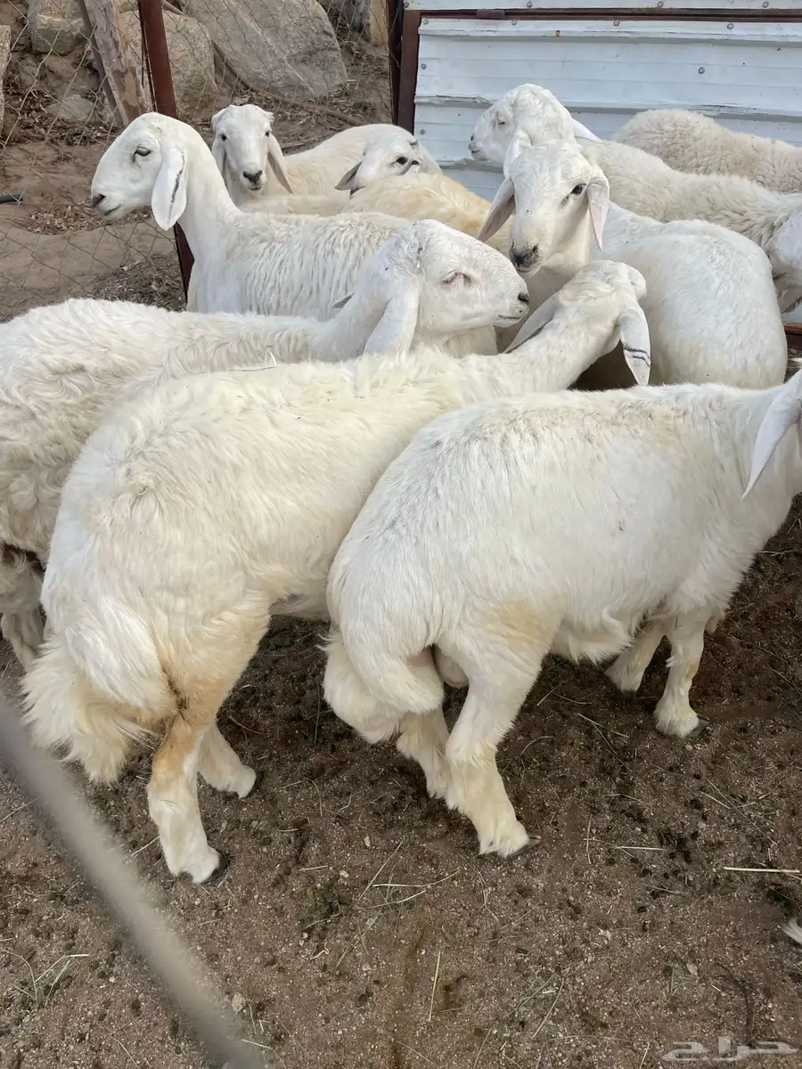 للبيع 16 خروف جبرات وكفو 2