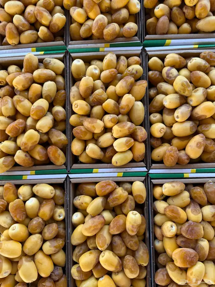 تمور القصيم تمور الفاخره 1