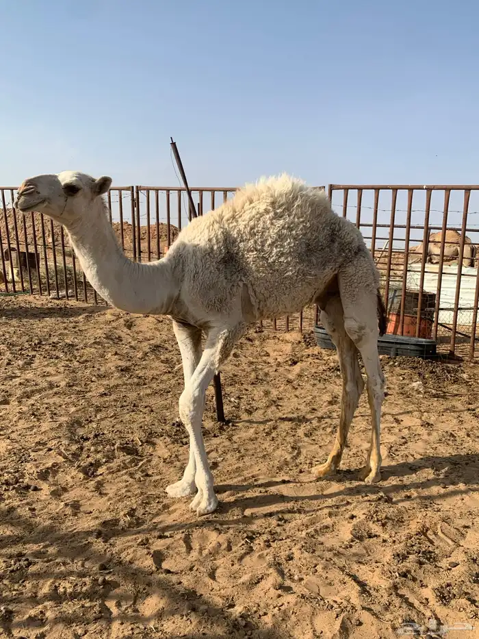 للبيع حاشي لبان 2