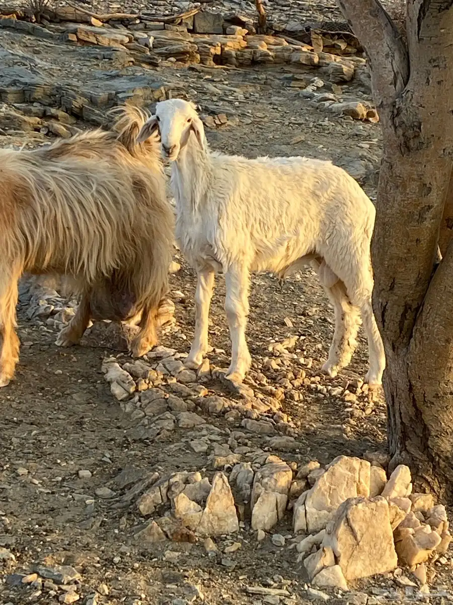 طلي ذبيحه نضيف 2