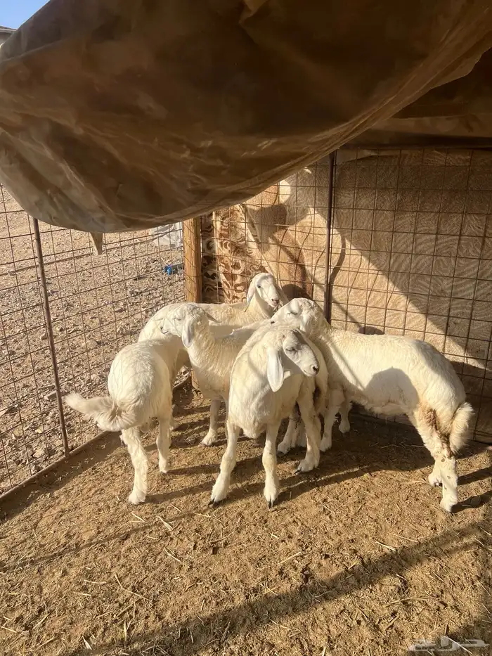 طليان حريه ( تم البيع ) دف 3