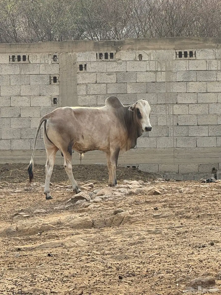 ثور بلدي العمر 3 سنوات 1