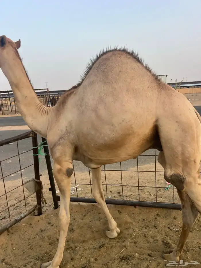 قعود قعدان حشو للبيع زواجات ومبادي شي طيب مشروط 1