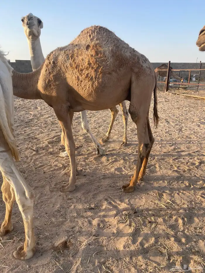 قعود اشعل. تم البيع 1