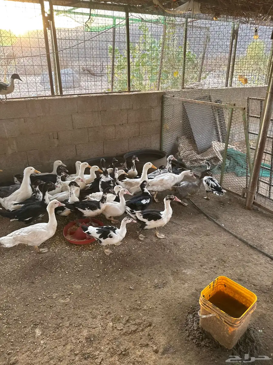 دجاج بلدي وفرنسي للبيع 9
