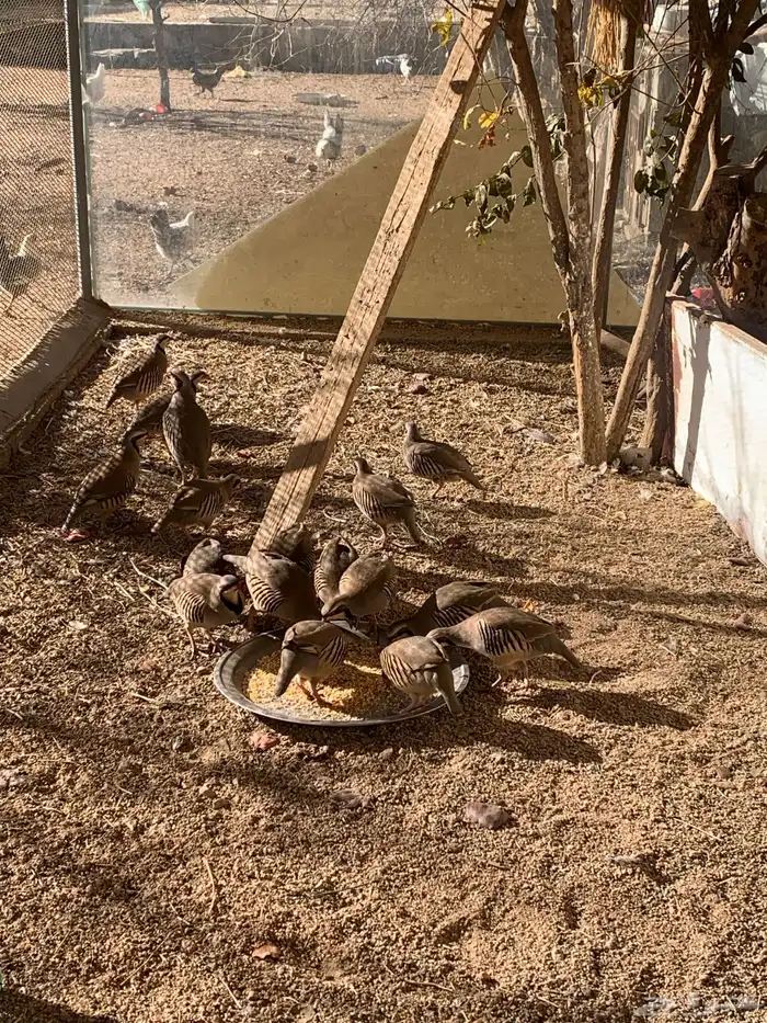 اعاقيب شنير شوري بياض 1
