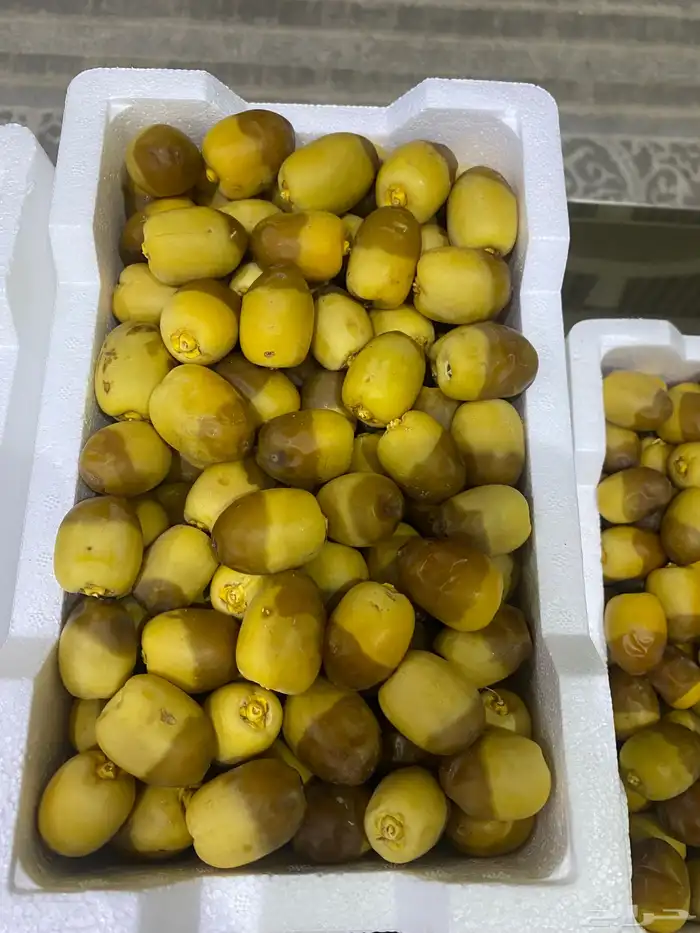 روثانه فاخره 8